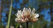 Trifolium_repens3