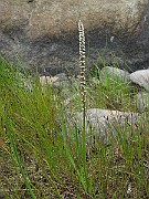 IMG_6702