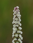 IMG_6705