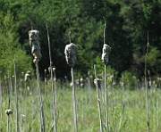 IMG_4150