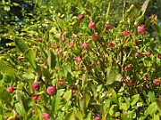 Vaccinum_myrtillus1