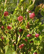 Vaccinum_myrtillus2