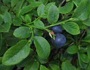 Vaccinum_myrtillus3_IMG7901
