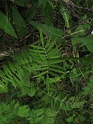 IMG_7745
