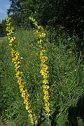 IMG_0129