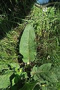 IMG_0130