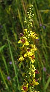 IMG_3972