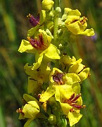 IMG_3972b