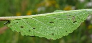 IMG_3975