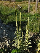 IMG_6340