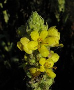 IMG_6344