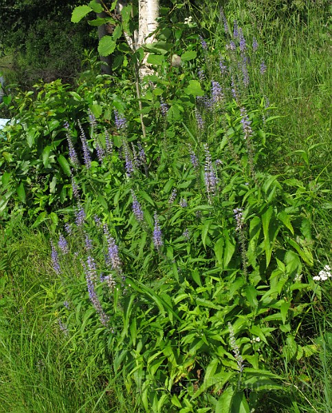 IMG_7355.jpg