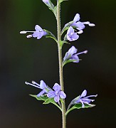 IMG_1108