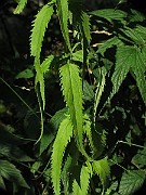 IMG_9143