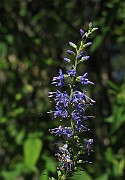 IMG_9145