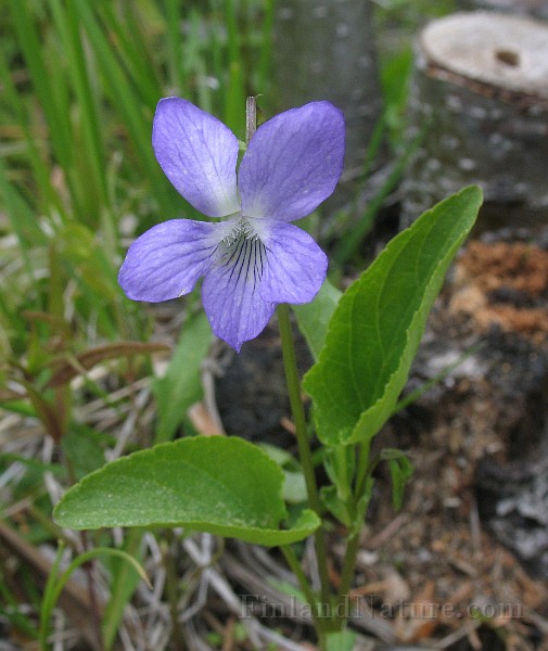 Viola_mirabilis1.jpg