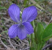 Viola_mirabilis2