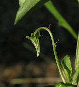 IMG_2286