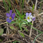 IMG_7382