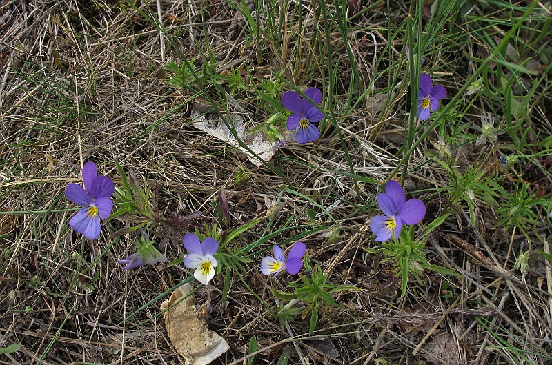 IMG_7385.JPG