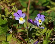 IMG_1970