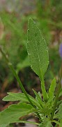 IMG_2883