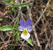 IMG_7383