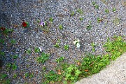 IMG_6950