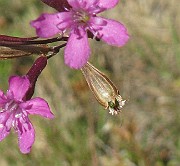 IMG_4259b