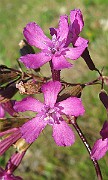 IMG_4261