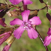 IMG_4262b