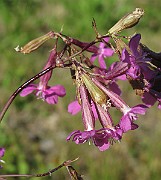 IMG_4265