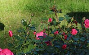 Rosa Bella-rosa (5777)