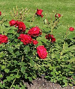 Rosa Kronborg(5778a)