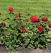 Rosa Kronborg(5778b)