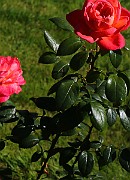 Rosa Queen of Hearts(5776)