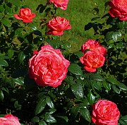 Rosa Queen of hearts(5775)