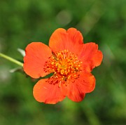 Ranunculus