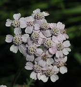 Achillea nobilis