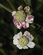 Achillea ptarmica forma purpurea