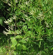 Aconogonon divaricatum