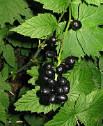 Actaea spicata