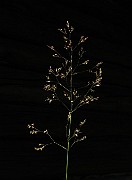 Agrostis stolonifera