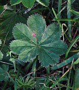 Alchemilla monticola