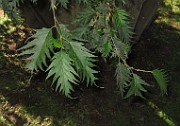 Alnus incana forma laciniata
