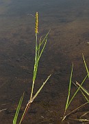 Alopecurus aequalis
