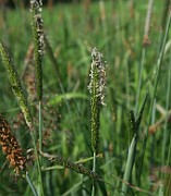 Alopecurus geniculatus