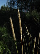 Alopecurus pratensis subsp. pratensis