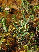 Andromeda polifolia