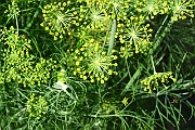Anethum graveolens